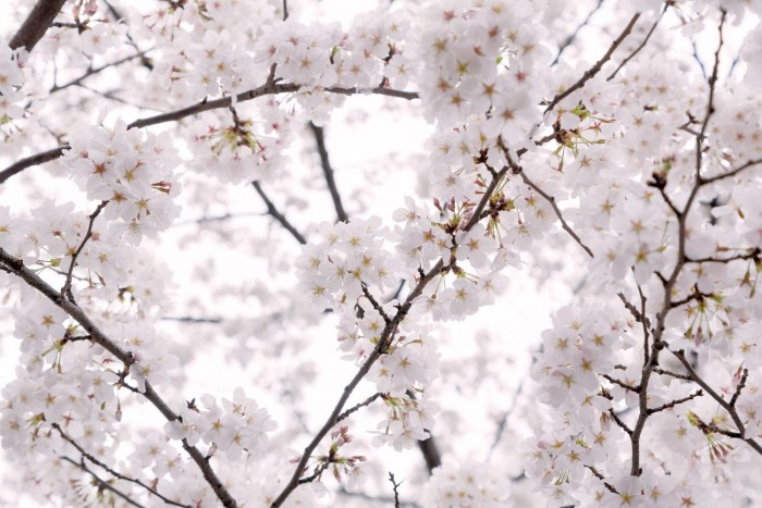 もう、桜の咲く季節