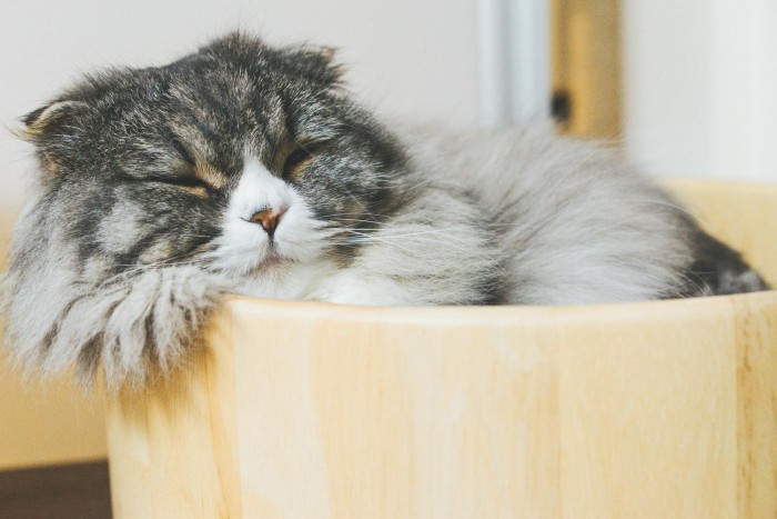 猫桶で気持ちよさそうに寝てるオス猫（スコティッシュフォールド）